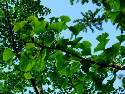 Feuilles du Ginkgo, Ginkgo biloba, Ginkgoacées 