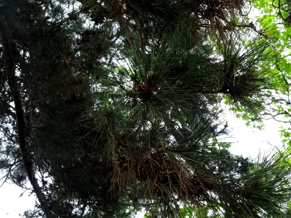 Pin noir ou Pin laricio de Corse, Pinus nigra var. maritim… 