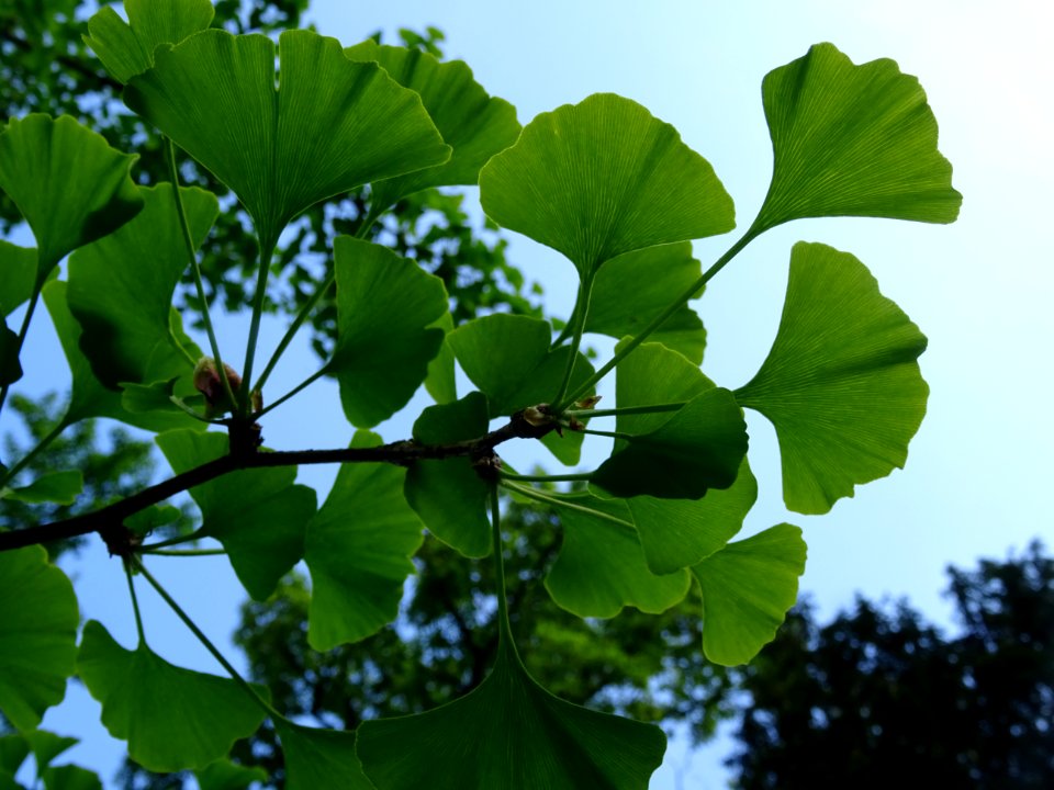 Feuilles du Ginkgo, Ginkgo biloba, Ginkgoacées 