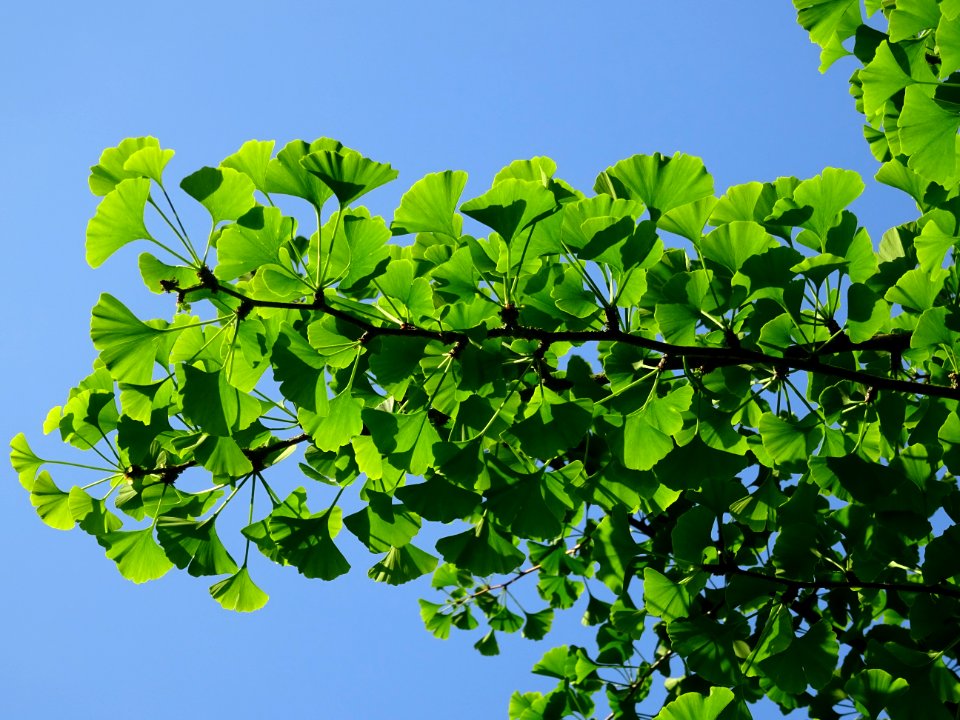 Feuilles du Ginkgo, Ginkgo biloba, Ginkgoacées 
