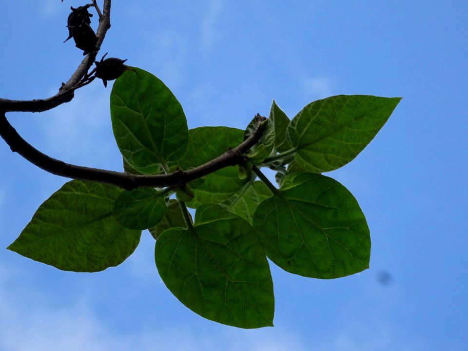 Feuilles vues par en dessous du Paulownia, Paulownia tomen… 