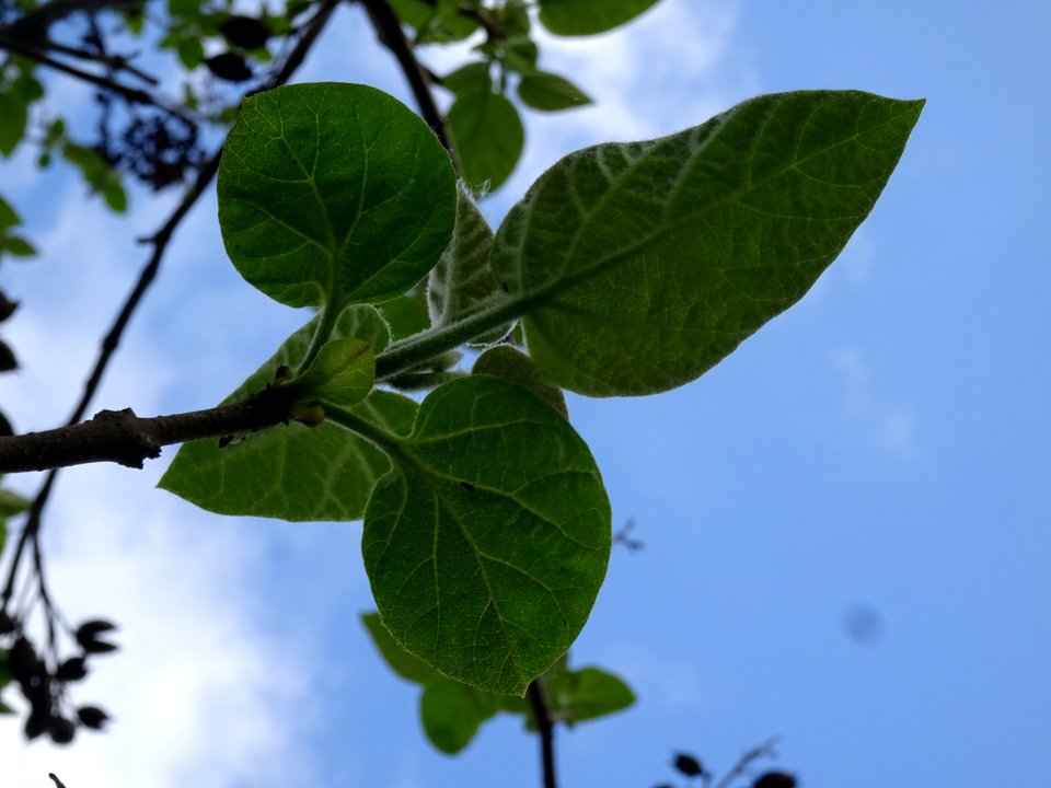 Feuilles vues par en dessous du Paulownia, Paulownia tomen… 