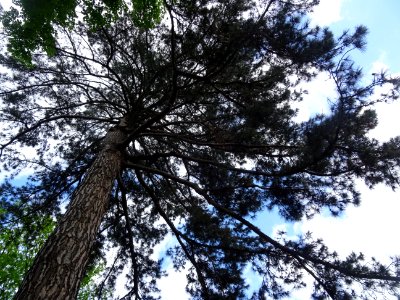 Pin noir ou Pin laricio de Corse, Pinus nigra var. maritim… 