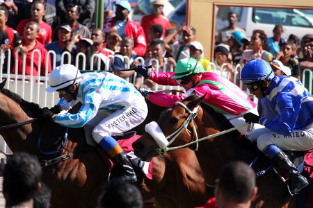 Horse mauritius champ