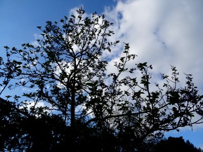 Paulownia, Paulownia tomentosa, Scrophulariacées 