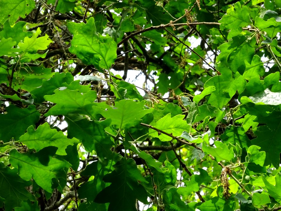 DSC06808 