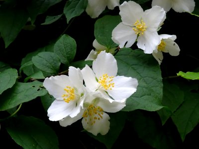 Jasmin des poètes ou Seringa commun, Philadelphus coronari… 