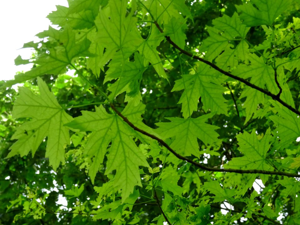 Feuilles de l'Erable argenté ou lacinié, Acer Saccharinum … 