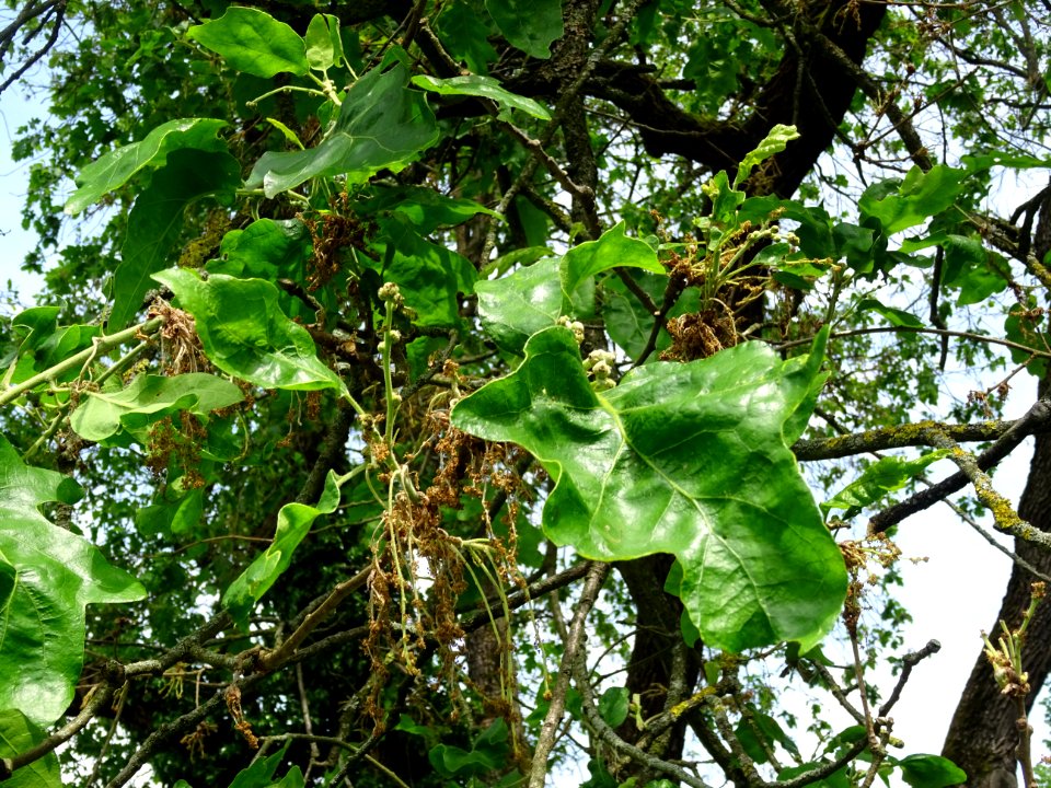 DSC06800 