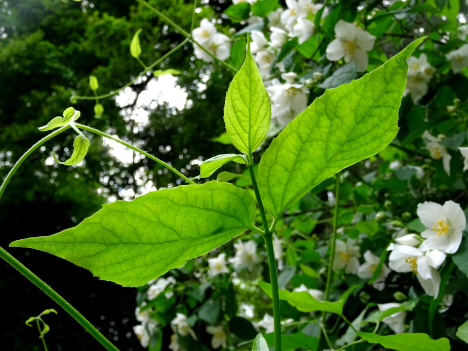 Jasmin des poètes ou Seringa commun, Philadelphus coronari… 
