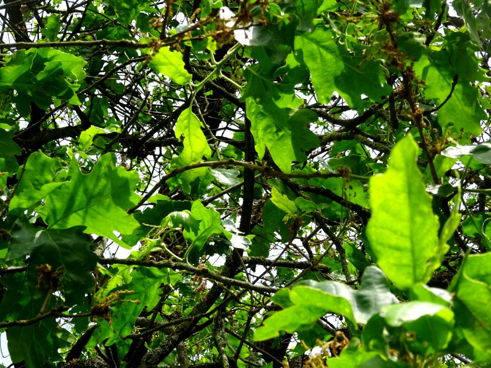 DSC06803 