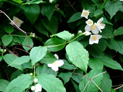 Jasmin des poètes ou Seringa commun, Philadelphus coronari… 