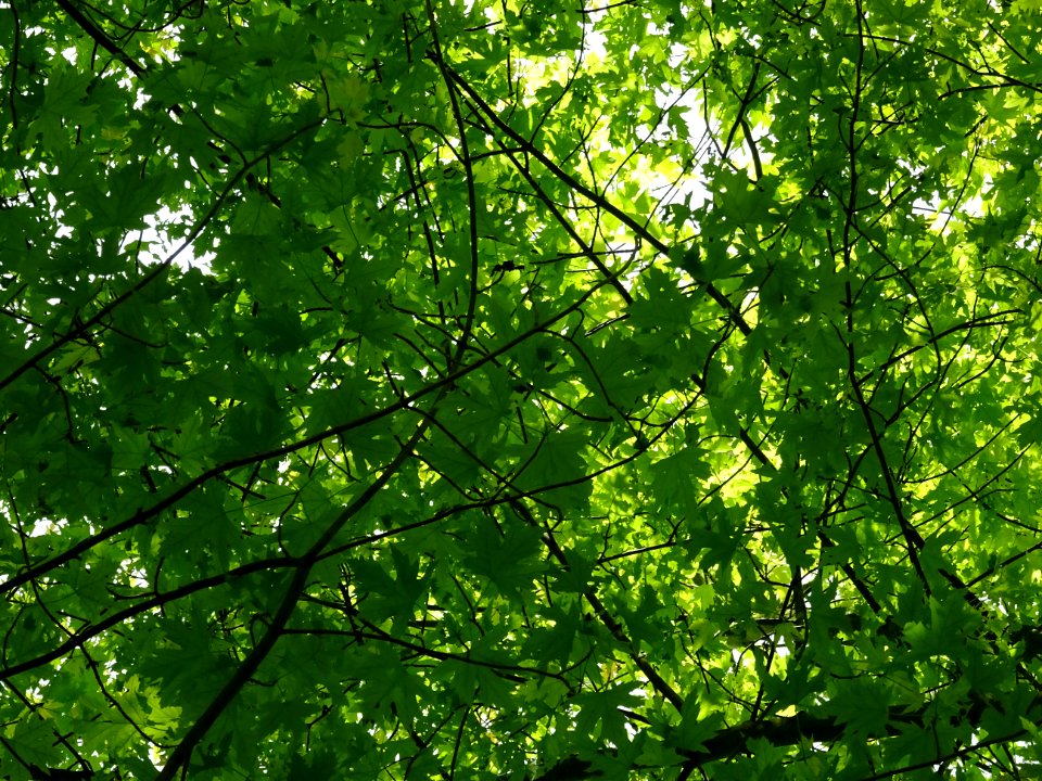 Feuilles de l'Erable argenté ou lacinié, Acer Saccharinum … 