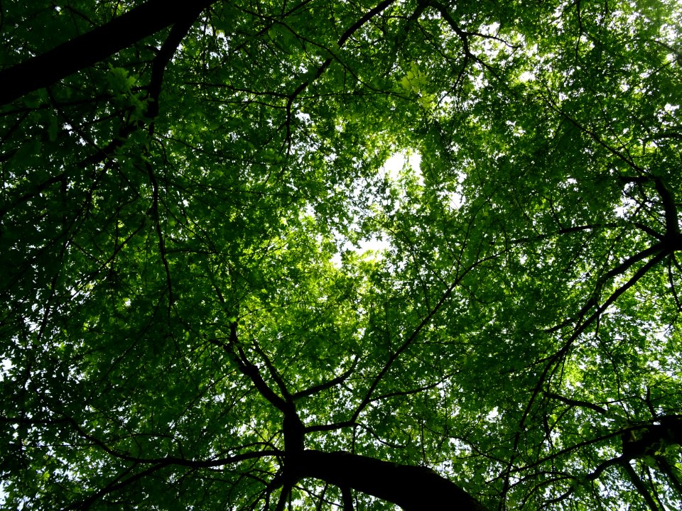 Feuilles de l'Erable argenté ou lacinié, Acer Saccharinum … 
