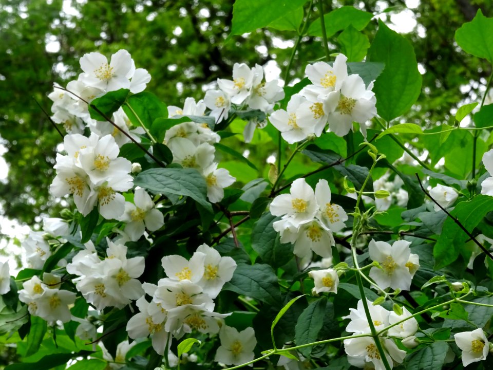 Jasmin des poètes ou Seringa commun, Philadelphus coronari… 