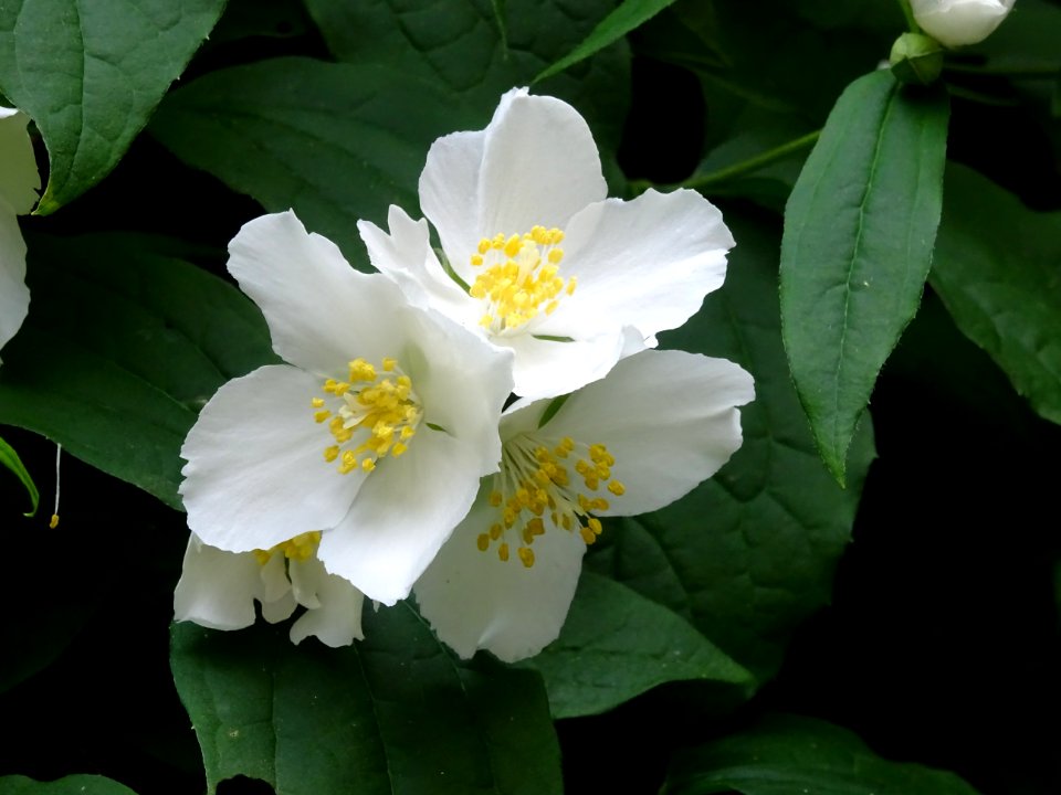 Jasmin des poètes ou Seringa commun, Philadelphus coronari… 