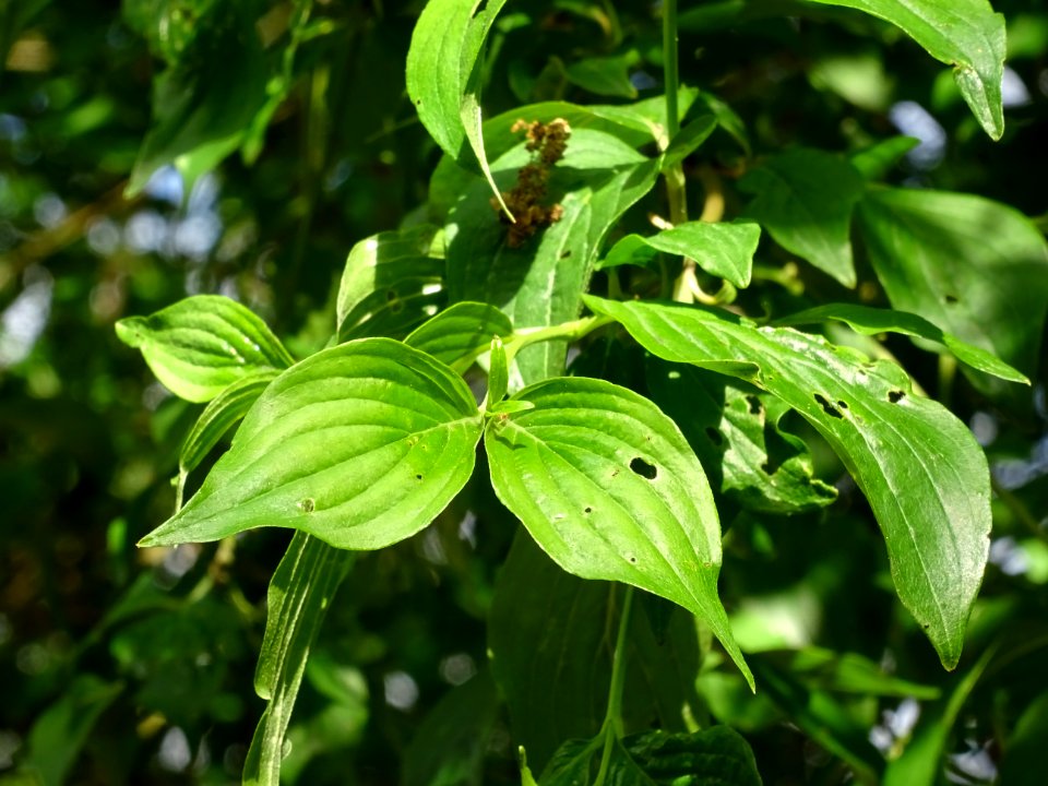 Feuilles de Cornouiller mâle, Cornus mas, Cornacées 