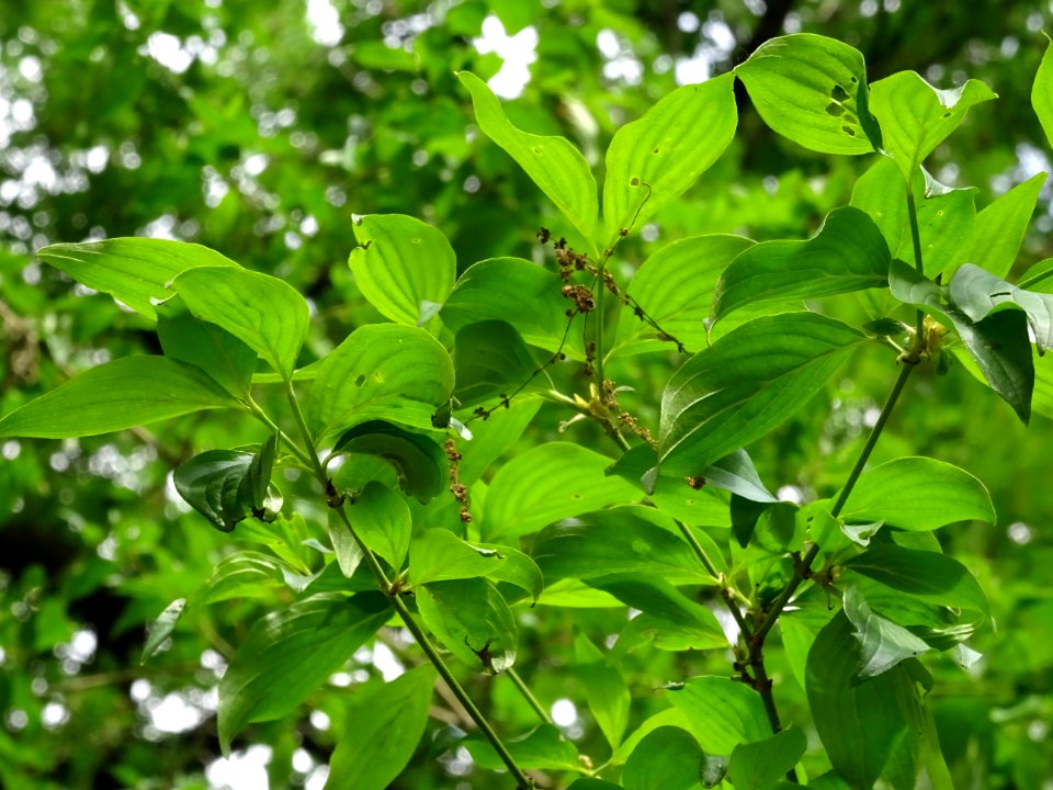 Feuilles de Cornouiller mâle, Cornus mas, Cornacées 
