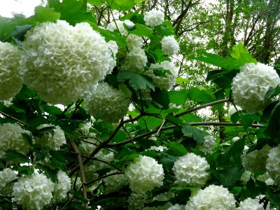 Viorne obier cultivar Boule de neige, Viburnum opulus 'R… 