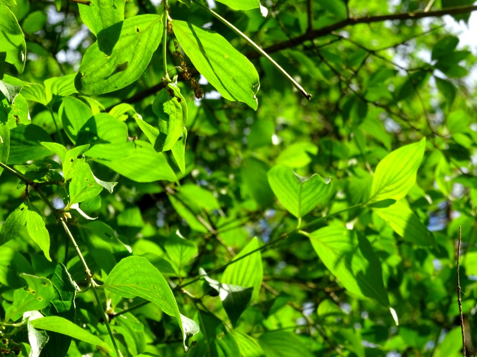 Feuilles de Cornouiller mâle, Cornus mas, Cornacées 