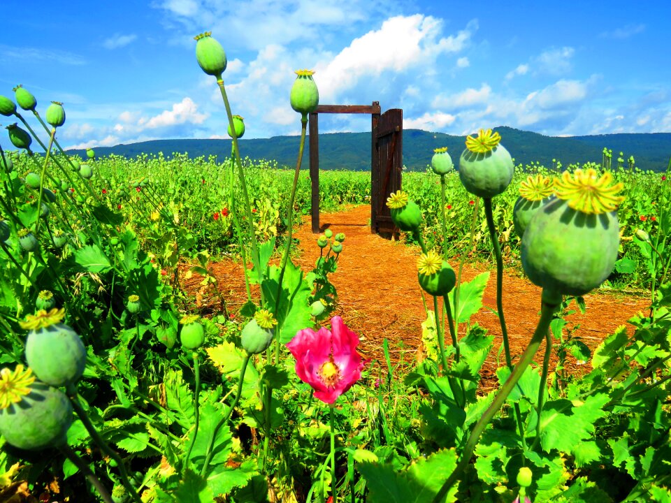 Landscape nature meadow