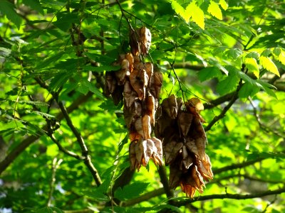 Capsules automnales du Savonnier, Koelreuteria paniculata,… 