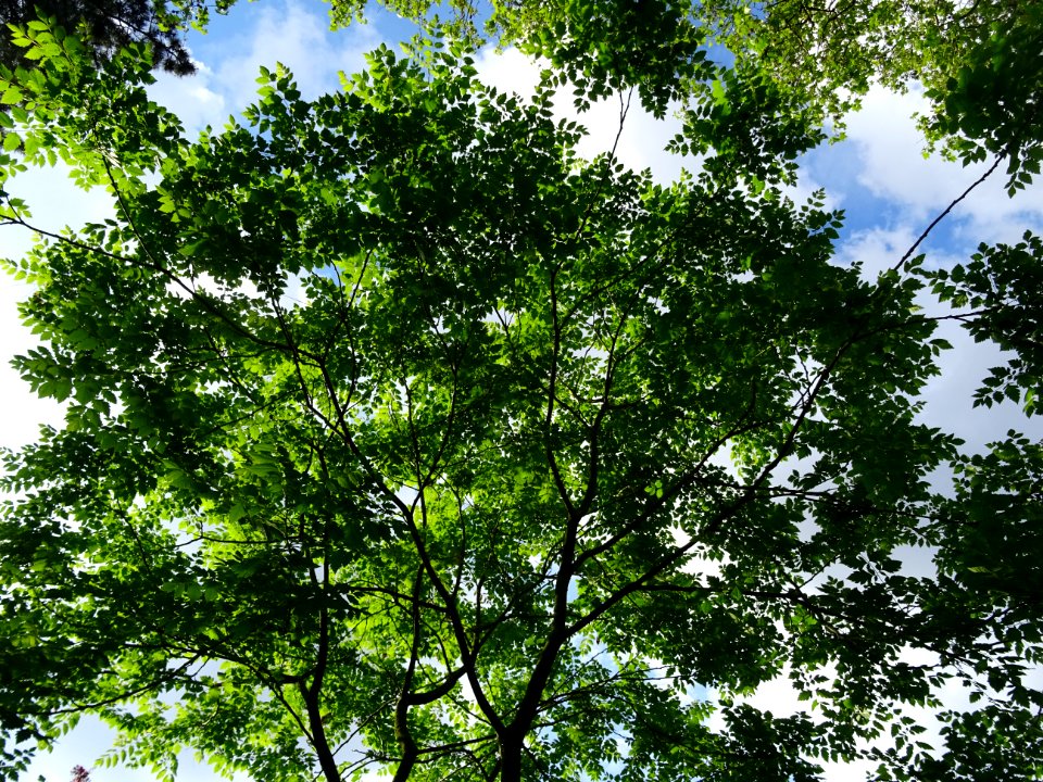 Savonnier, Koelreuteria paniculata, Sapindacées 