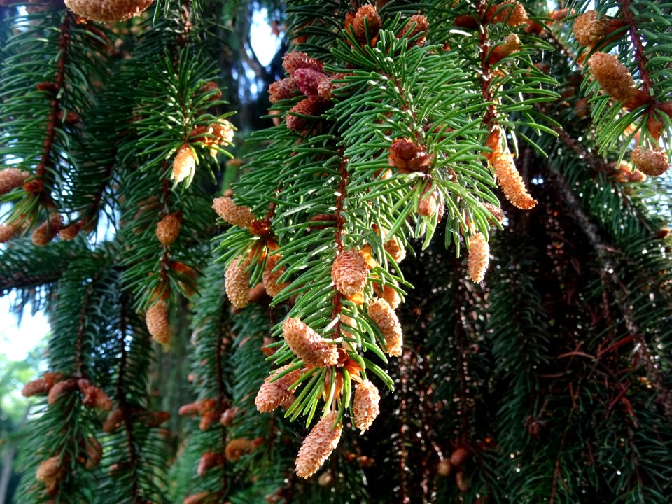 Rameaux pendants et cônes mâles de l'Epicéa commun, Picea … 
