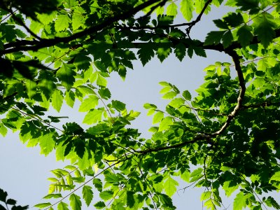 Feuilles de Savonnier, Koelreuteria paniculata, Sapindacée… 