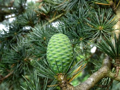 Cône femelle du Cèdre du Liban, Cedrus libani, Pinacées 