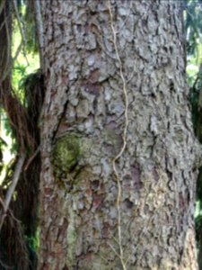 Ecorce de l'Epicéa commun, Picea abies, Pinacées 