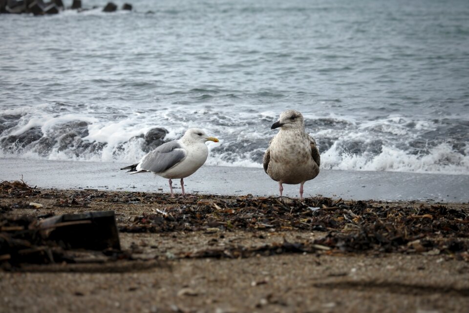 Wave sea gull seagull