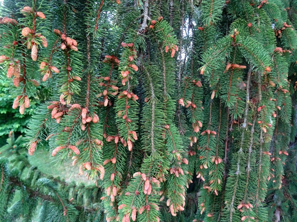 Rameaux pendants et cônes mâles de l'Epicéa commun, Picea … 