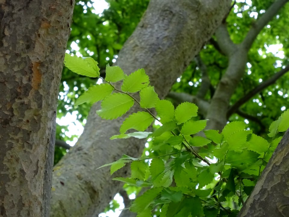 Orme de Sibérie, Ulmus pumila, Ulmacées 