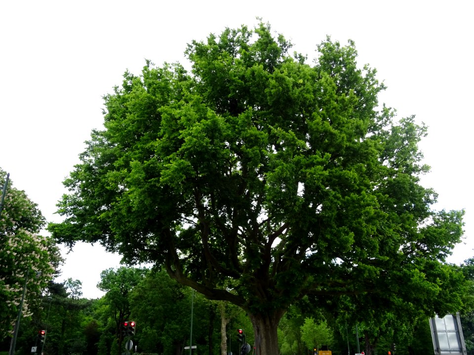 Orme de Sibérie, Ulmus pumila, Ulmacées 