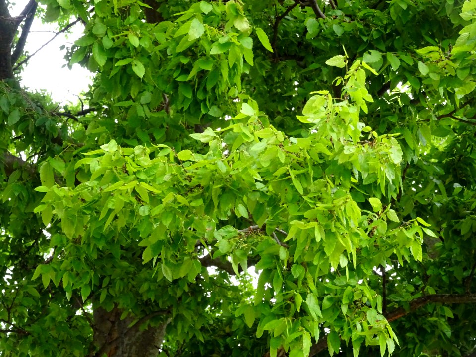Orme de Sibérie, Ulmus pumila, Ulmacées 