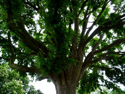 Tronc et branches de l'Orme de Sibérie, Ulmus pumila, Ulma… 