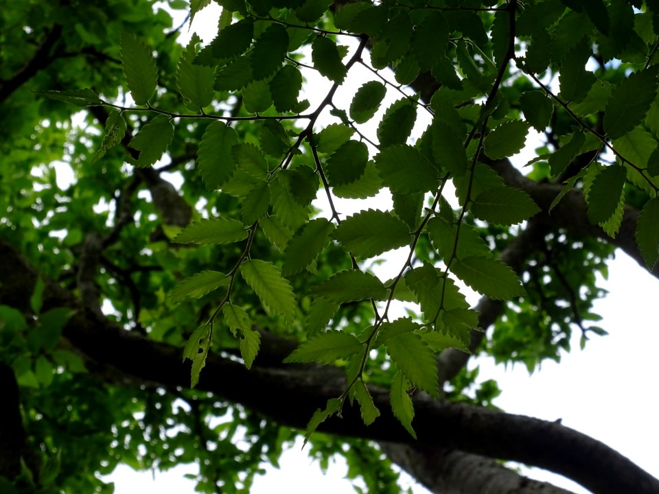 Orme de Sibérie, Ulmus pumila, Ulmacées 
