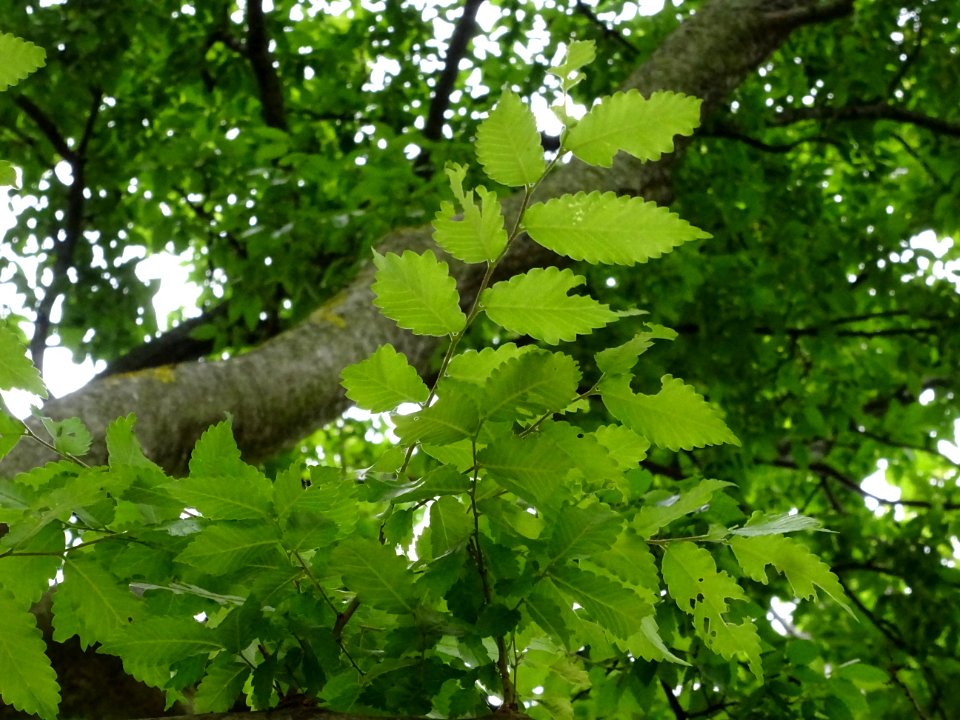 Orme de Sibérie, Ulmus pumila, Ulmacées 