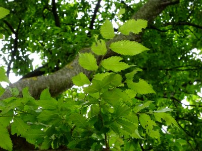 Orme de Sibérie, Ulmus pumila, Ulmacées 