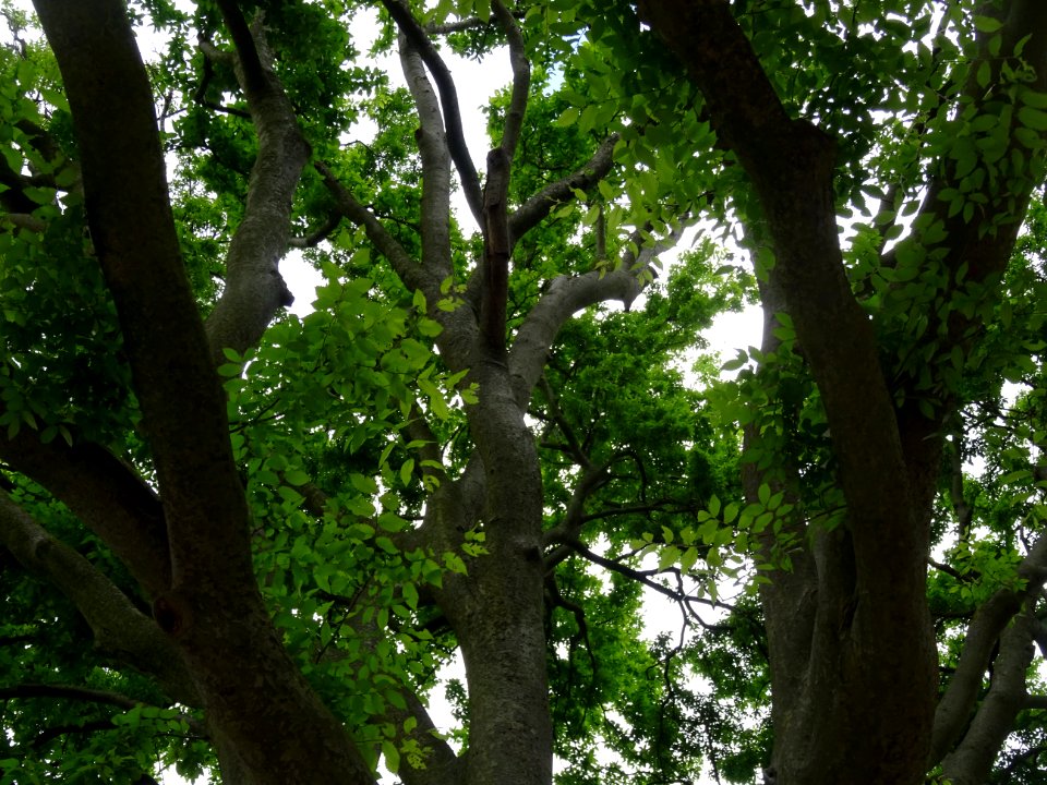 Branches de l'Orme de Sibérie, Ulmus pumila, Ulmacées 