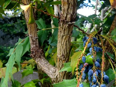 Baies bleues de l'an dernier du Mahonia bealei, Mahonia be… 