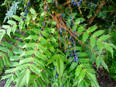 Baies bleues de l'an dernier du Mahonia bealei, Mahonia be… 