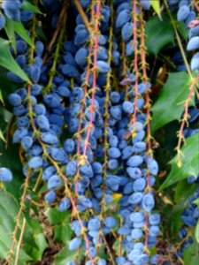 Baies bleues de l'an dernier du Mahonia bealei, Mahonia be… 