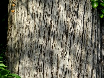 Tronc du Cyprès chauve des marécages, Taxodium distichum, … 