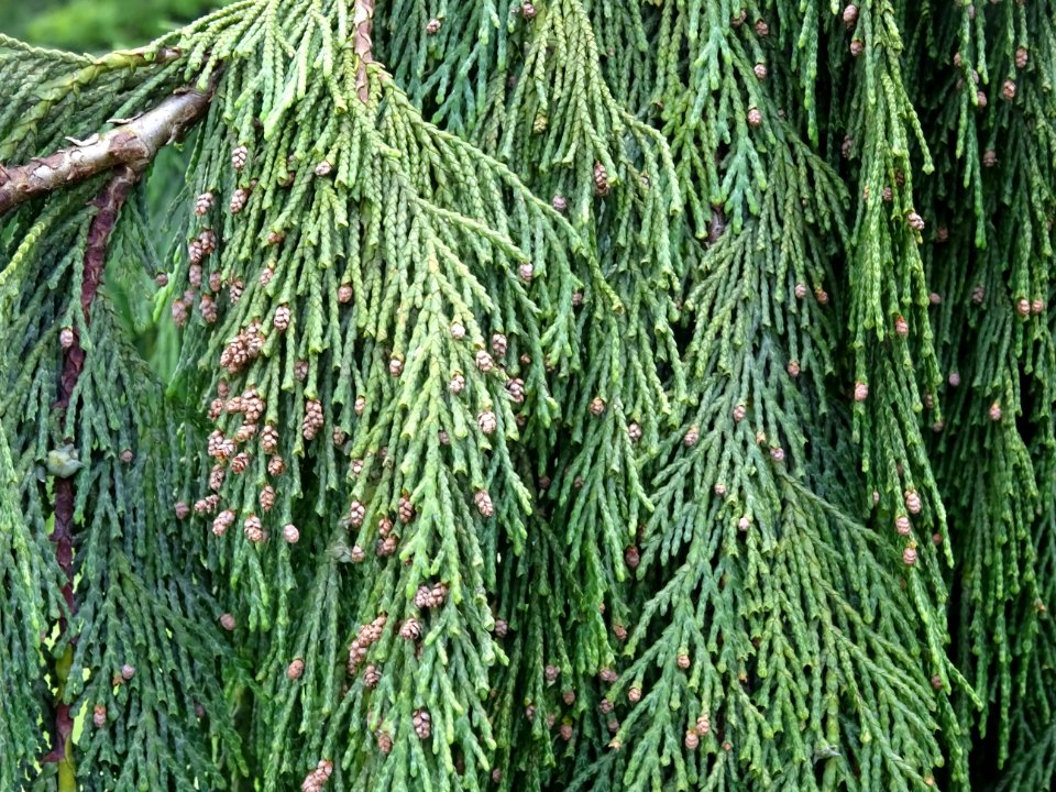 Mini cônes mâles du Faux-Cyprès de Nootkatensis pleureur, … 