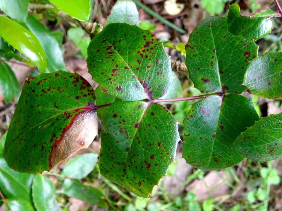 Mahonia faux houx, Mahonia aquifolium, Berberidacées 