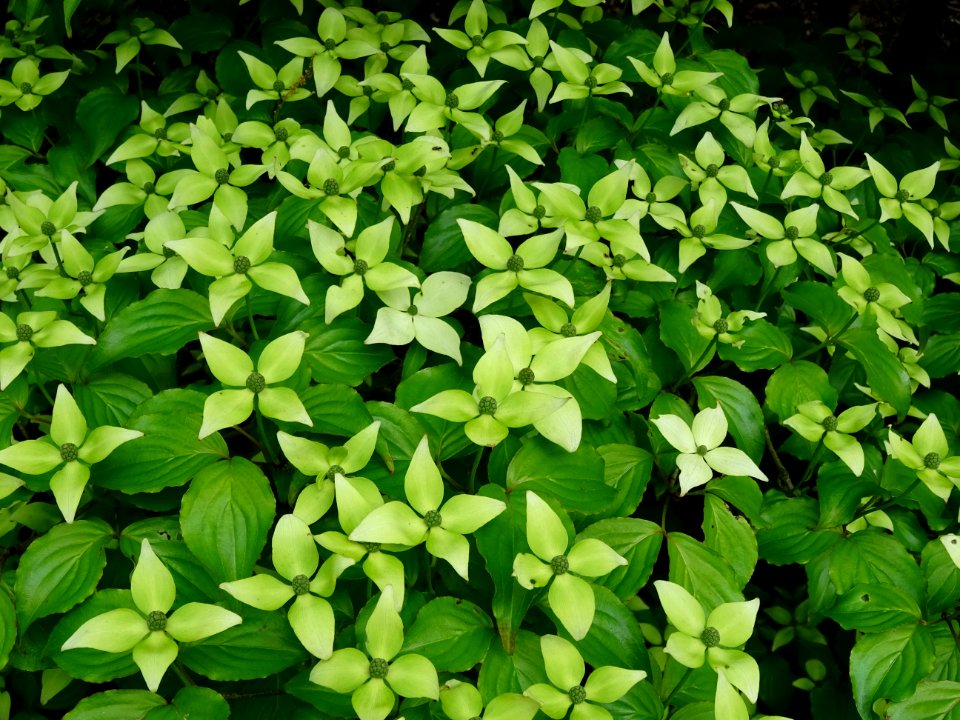 Cornouiller du Japon ou Cornouiller à fleurs, Cornus kousa… 