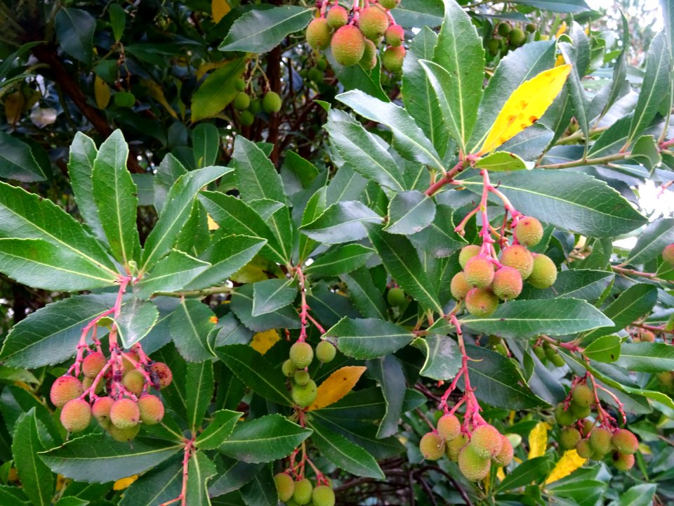 Arbouses immatures de l'Arbousier commun, Arbutus unedo, E… 