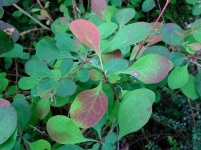 Epine-vinette de Thunberg, Berberis thunbergii, Berberidac… 